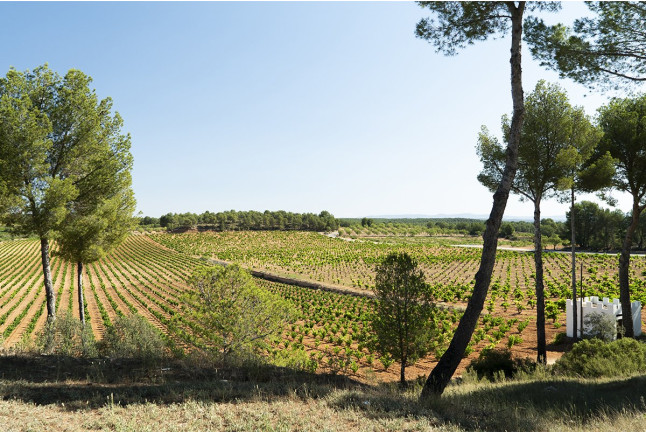 Visita a Bodega LoAlto con Cata de Vinos para dos (Venta del Moro, Valencia)