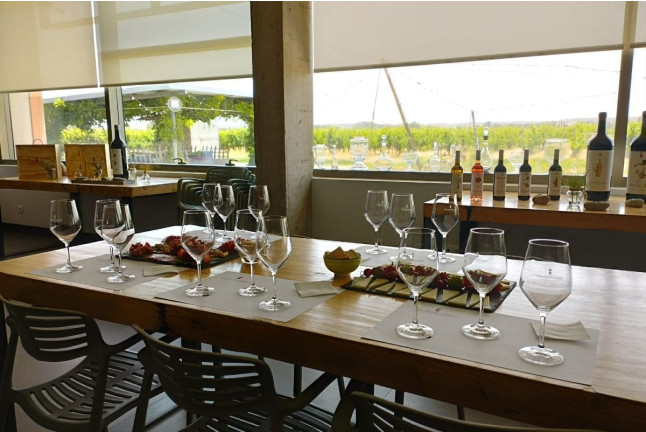 Visita y Cata de Vino Premium en Bodega y Viñedos Martín Berdugo (Aranda de Duero, Burgos)