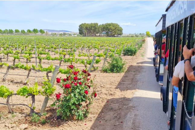Visita Guiada a Bodegas Santa Margarita, Viñedos en Tren Turístico y Yeguada con Cata de Vinos para dos (Caudete, Albacete)