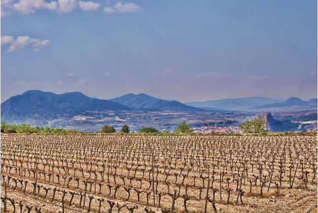 Visita a Bodega con Cata de Vinos, Tapa y Comida para dos en Bodegas Bocopa (Alicante)