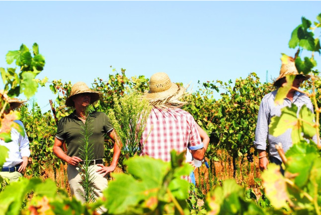 Visita a Bodegas Andrade, Viñas y Museo del Vino con Vermut, Cata de Vinos y Tapas para dos (Huelva)