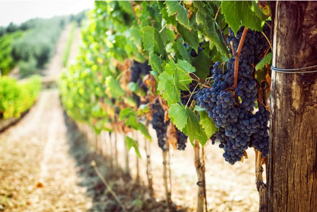 Visita a Bodegas Andrade, Viñas y Museo del Vino con Vermut, Cata de Vinos y Tapas para dos (Huelva)