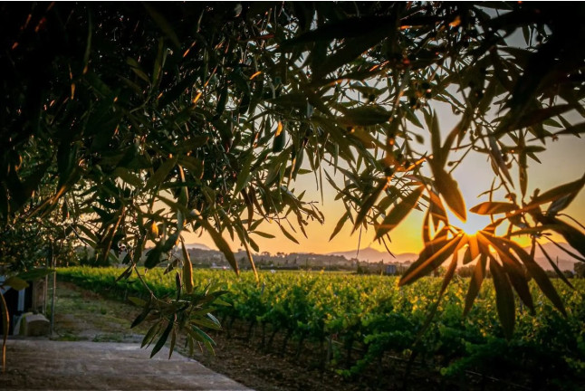 Visita a Bodegas Ángel con Cata de Vino (Santa María del Camí, Mallorca)
