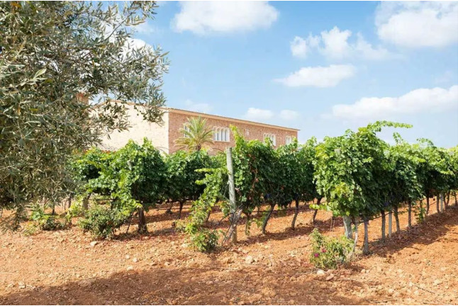 Visita a Bodegas Ángel con Cata de Vino (Santa María del Camí, Mallorca)