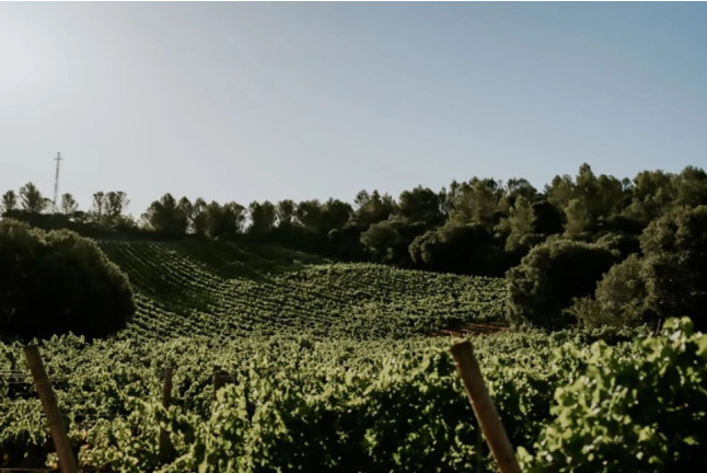 Paseo por Viñedos en 4x4 y Visita a Bodega Arínzano con Cata de Vinos y Pícnic (Navarra)