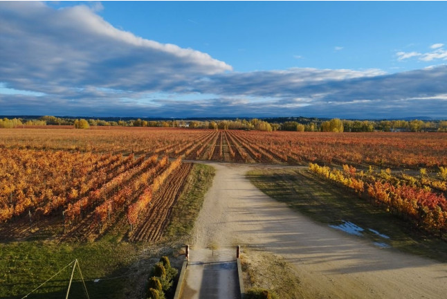 Visita Privada y Cata de Vino con Maridaje en Bodega y Viñedos Martín Berdugo (Aranda de Duero, Burgos)