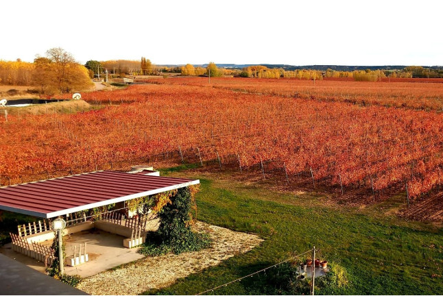 Visita Privada y Cata de Vino con Maridaje en Bodega y Viñedos Martín Berdugo (Aranda de Duero, Burgos)