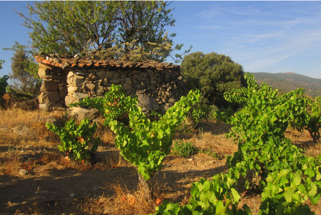 Visita a Bodegas Canopy y Cata de Vinos con Aperitivo y Spa en Recesvinto Spa para dos en Guadamur (Toledo)