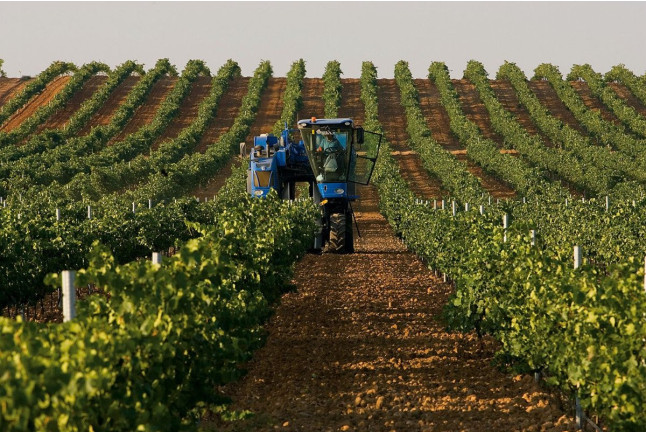 Visita a Bodega Subterránea con Cata de Vinos y Quesos o Dulces artesanos en Bodegas de Alberto (Valladolid)