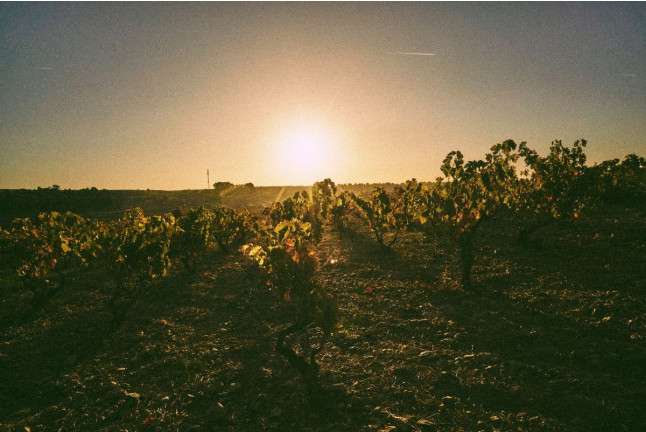 Visita a Tovar Bodega de Bodegas con Cata de Vinos y Comida para dos (Trigueros del Valle, Valladolid)