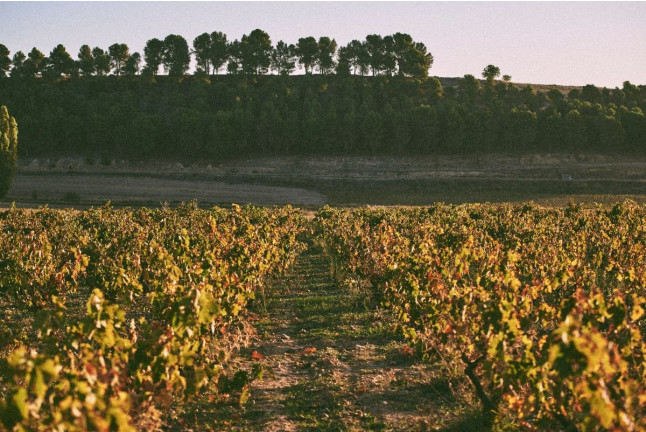 Visita a Tovar Bodega de Bodegas con Cata de Vinos y Comida para dos (Trigueros del Valle, Valladolid)
