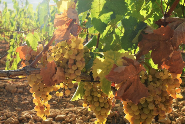 Visita a Bodegas Iglesias, Cata de Vinos y Aperitivo para dos (Bolullos, Huelva)
