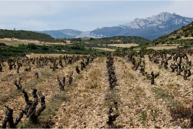 Visita a Bodega y Cata de Vinos Ecológicos y Biodinámicos para dos en Bodegas Laukote (Laguardia, Álava)