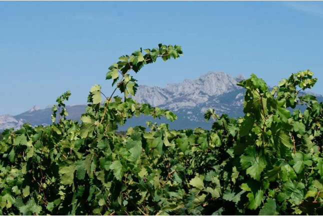 Visita a Bodega y Cata de Vinos Ecológicos y Biodinámicos para dos en Bodegas Laukote (Laguardia, Álava)