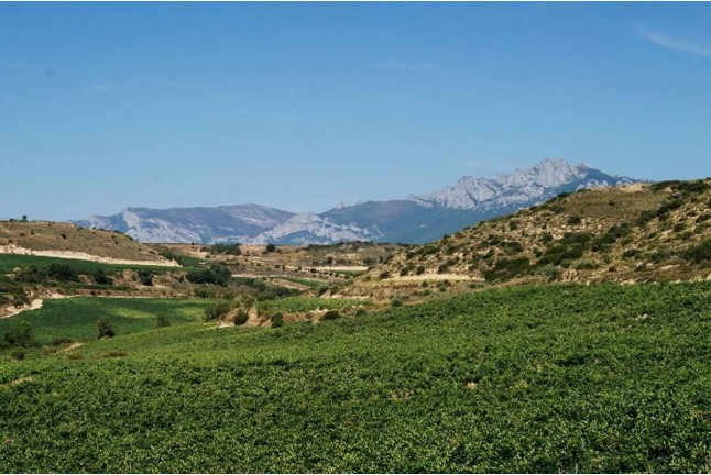 Visita a Bodega y Cata de Vinos Ecológicos y Biodinámicos para dos en Bodegas Laukote (Laguardia, Álava)