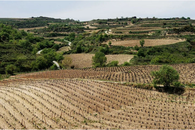 Visita a Bodega y Cata de Vinos Ecológicos y Biodinámicos para dos en Bodegas Laukote (Laguardia, Álava)