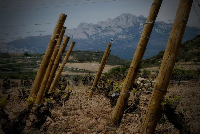 Visita a Bodega y Cata de Vinos Ecológicos y Biodinámicos para dos en Bodegas Laukote (Laguardia, Álava)