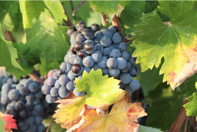 Visita guiada a Bodega Las Virtudes con Cata de Vinos y Aceites con Aperitivo y Degustación de Fondillón (Villena, Alicante)
