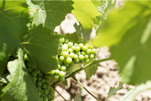 Visita guiada a Bodega Las Virtudes con Cata de Vinos y Aceites con Aperitivo y Degustación de Fondillón (Villena, Alicante)