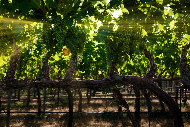 Visita a Bodega y Cata de Vinos para dos en Bodegas Licina (Morata de Tajuña, Madrid)