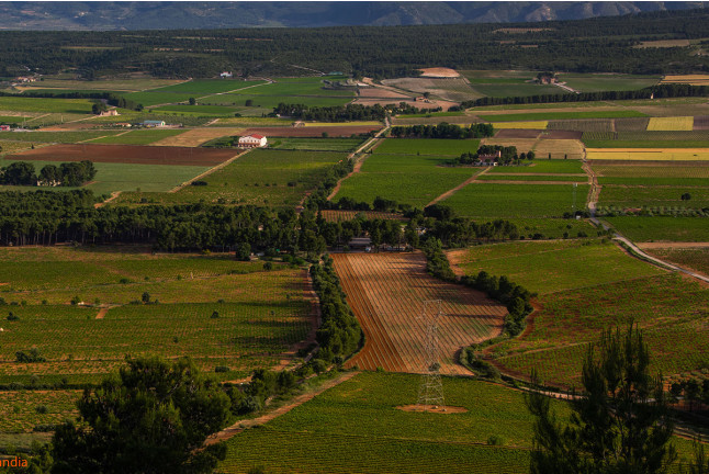 Visita a las Bodegas Los Pinos con Cata y Botella de Vino para dos (Fontanares, Valencia)