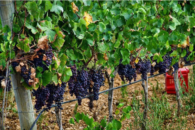 Visita Guiada, Cata de Vinos y Pa Amb Oli Mallorquí en Bodega Can Morgan (Mallorca)