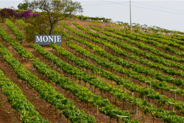 Visita a las Bodegas Monje con Cata de 4 Vinos y 4 Quesos Canarios (El Sauzal, Tenerife)