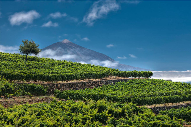 Visita a las Bodegas Monje con Cata y Aperitivo para dos (El Sauzal, Tenerife)