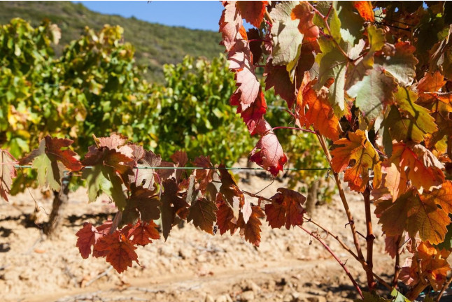 Sed de Aventura: Ruta en 4x4, Visita a Bodega, Cata de Vino y Maridaje para dos en Unsi Wines (Olite, Navarra)