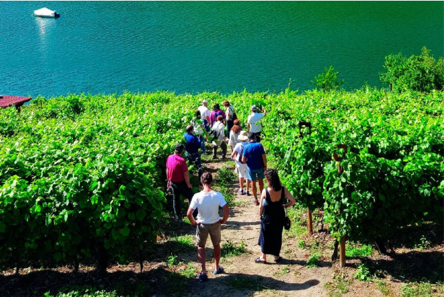 Visita a Bodega, Paseo por las Viñas, Cata de Vino y Tapa en Ronsel Do Sil (Parada do Sil, Ourense)