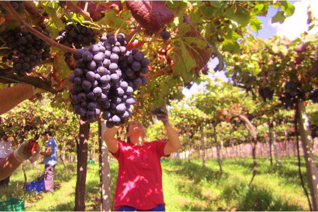 Visita a viñedos y bodegas Señorío de Rubiós con cata de vinos para dos (As Neves, Pontevedra)