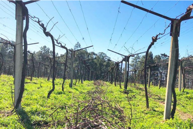 Visita a viñedos y bodegas Señorío de Rubiós con cata de vinos para dos (As Neves, Pontevedra)
