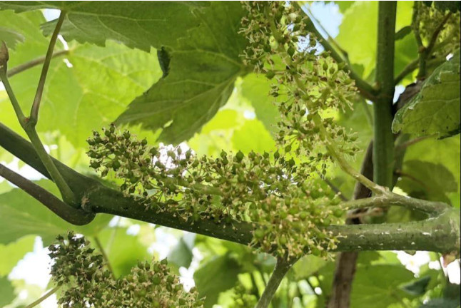 Visita a viñedos y bodegas Señorío de Rubiós con cata de vinos para dos (As Neves, Pontevedra)