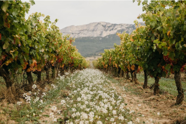 Visita con Cata de Vinos en Bodegas Solar de Samaniego (Laguardia, Álava)