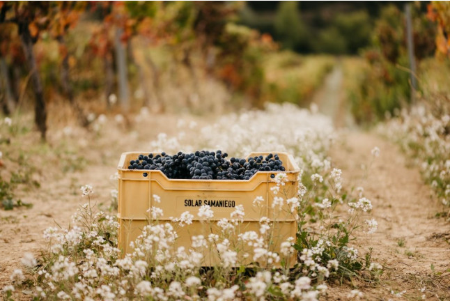 Visita con Cata de Vinos en Bodegas Solar de Samaniego (Laguardia, Álava)