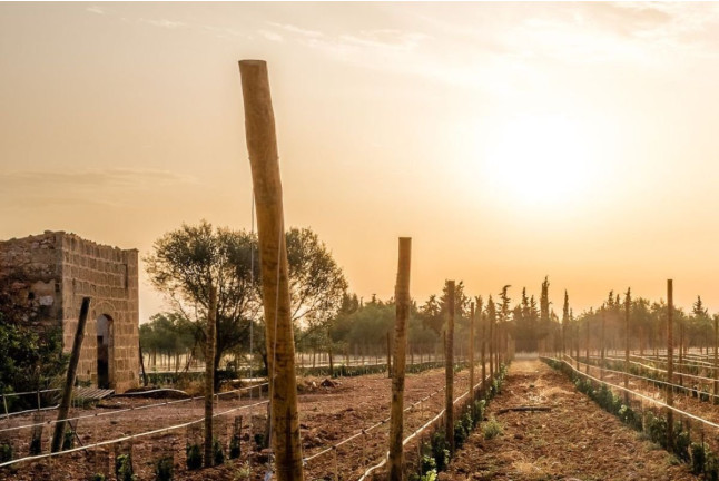 Cata de Vino en Bodega SON PRIM (Sencelles, Mallorca)