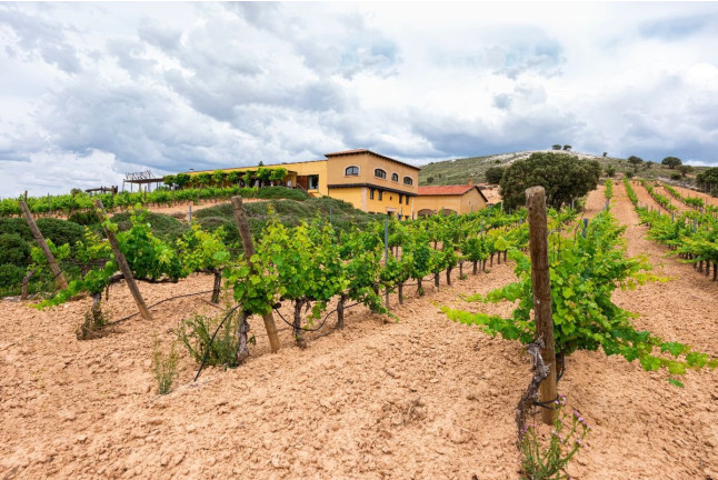 Visita a Bodegas Valdubón, Cata de Vinos y Menú Castellano con Lechazo (Milagros, Burgos)
