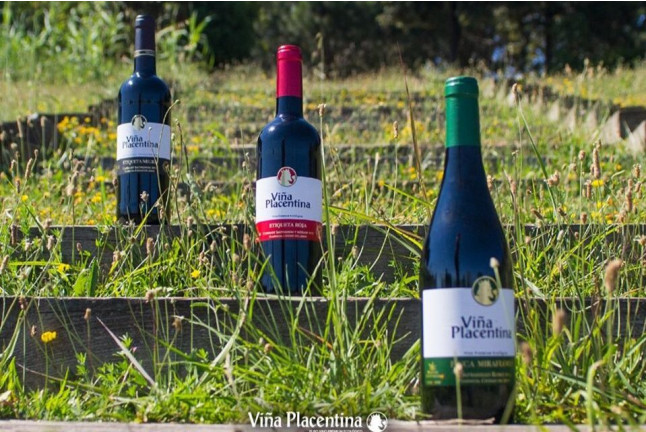 Visita Guiada a Bodegas Viña Placentina con Cata de 2 Vinos y Tapas para dos (Plasencia, Cáceres)