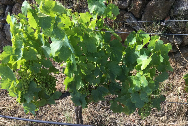Visita Guiada a Bodegas Viña Placentina con Cata de 2 Vinos y Tapas para dos (Plasencia, Cáceres)