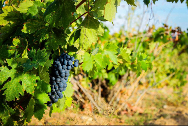 Visita "Conoce Legado de Orniz" con Degustación de Vinos para dos (San Román de Hornija, Valladolid)