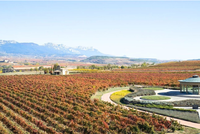 Degustación de Vino con Entrada y Visita Guiada al Museo Vivanco de la Cultura del Vino en BODEGAS VIVANCO (Briones, La Rioja)