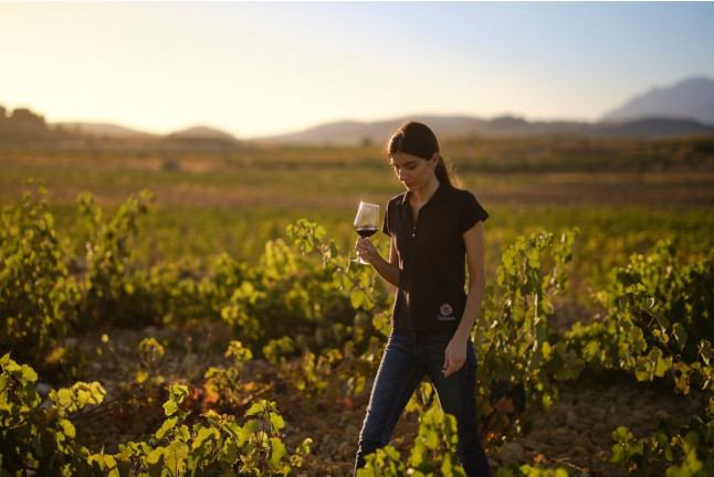 Visita a Viñedos y a Bodegas Volver con Cata y Maridaje para dos (Pinoso, Alicante)