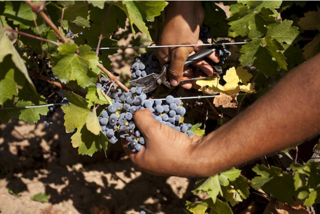 Visita a Viñedos y a Bodegas Volver con Cata y Maridaje para dos (Pinoso, Alicante)