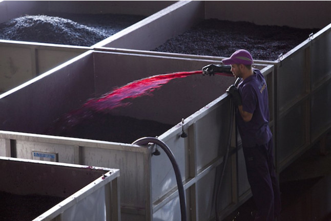 Visita a Viñedos y a Bodegas Volver con Cata y Maridaje para dos (Pinoso, Alicante)