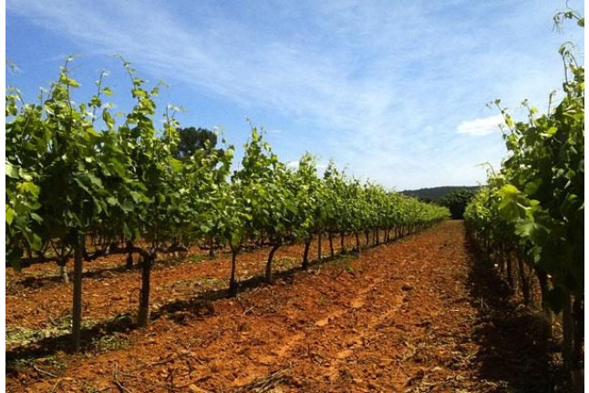 Visita a Bodega y Degustación de Vinos para dos en Bodega Les Useres (Castellón)