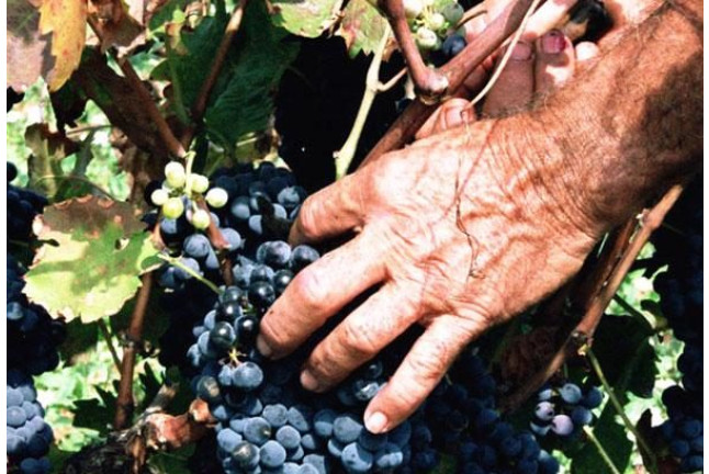 Visita a Bodega y Degustación de Vinos para dos en Bodega Les Useres (Castellón)