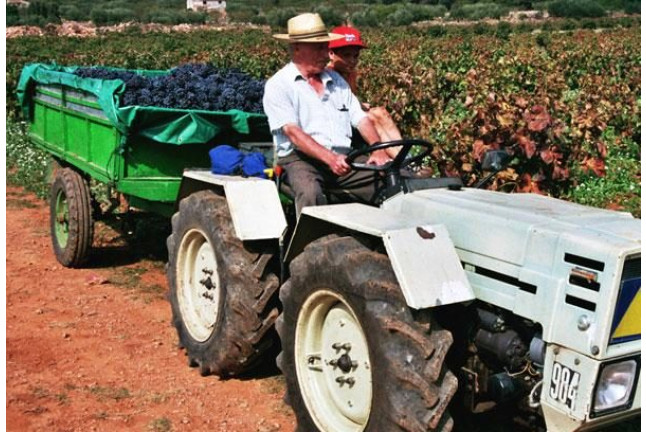 Visita a Bodega y Degustación de Vinos para dos en Bodega Les Useres (Castellón)