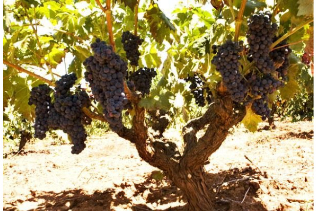 Visita a Bodega y Degustación de Vinos para dos en Bodega Les Useres (Castellón)