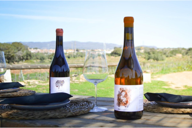 Brunch Entre Viñas: Visita a los Viñedos y Brunch en Finca Mas Perdut (Santa Oliva, Tarragona)