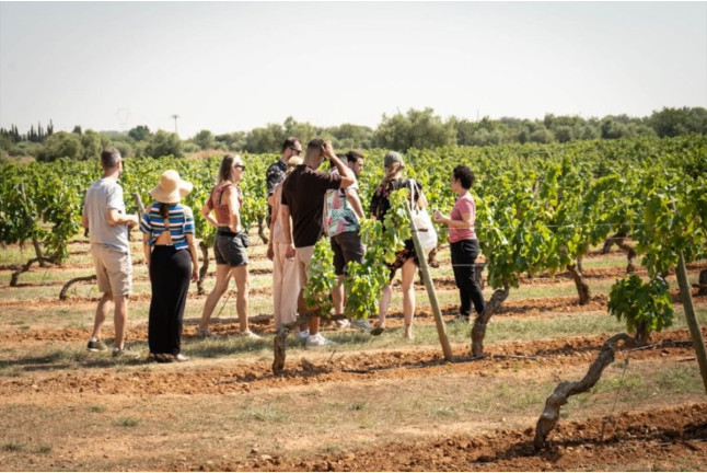 Brunch Entre Viñas: Visita a los Viñedos y Brunch en Finca Mas Perdut (Santa Oliva, Tarragona)